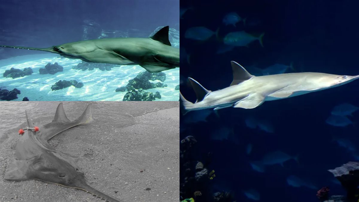 أسماك المنشار الخضراء طويلة القامة Green Sawfish