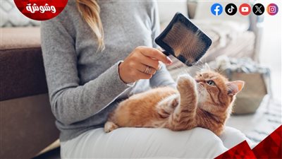لتربية القطط فى المنزل يجب إتباع هذه الشروط