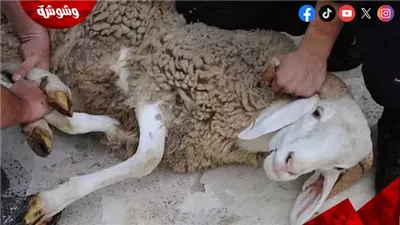مع اقتراب عيد الأضحى.. تعرف على مستحبات ذبح الأضحية
