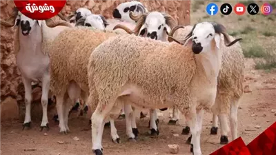 محافظ القاهرة: ذبح الأضاحي بالمجازر الحكومية مجانًا وغرامات للمخالفين