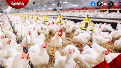 قائمة بأسعار الدواجن و البيض فى الأسواق اليوم الخميس