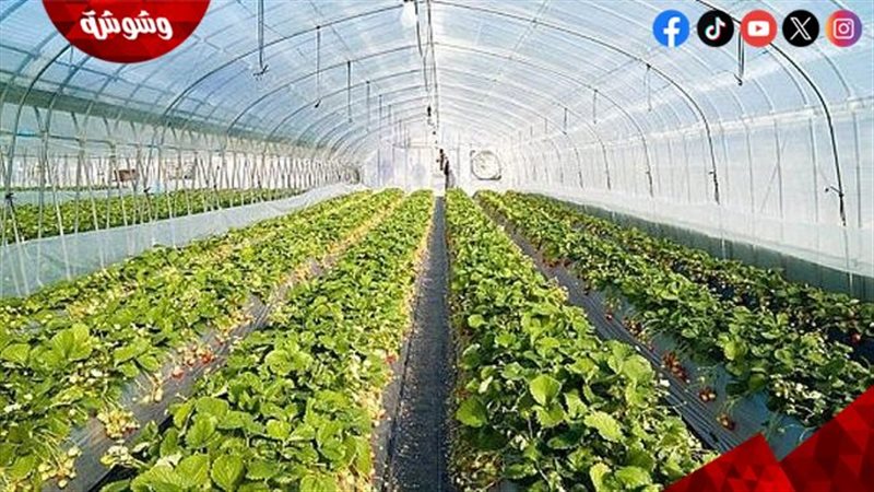 المشروعات الزراعية