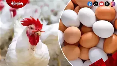 قائمة بأسعار الدواجن و البيض فى الأسواق اليوم الخميس