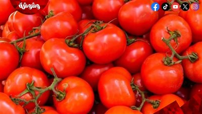 نقيب الفلاحين يكشف أسباب ارتفاع أسعار الطماطم 