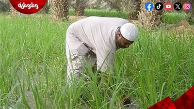 الزراعة: الفلاح على رأس اهتمامات الدولة ونعمل على الارتقاء بحياته‎
