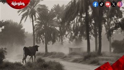 حرامي البقرة ينافس على جوئز منصة السيني جونة 