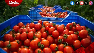شعبة الخضروات والفاكهة تكشف أسباب ارتفاع أسعار الطماطم‎
