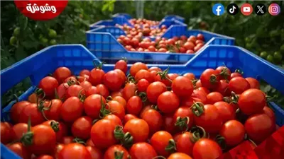 الزراعة: أهداف خبيثة وراء شائعة عض الثعابين للطماطم‎