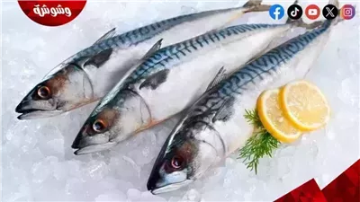 تعرف على أسعار الأسماك فى الأسواق اليوم الخميس
