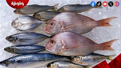 تعرف على أسعار الأسماك فى الأسواق اليوم الثلاثاء