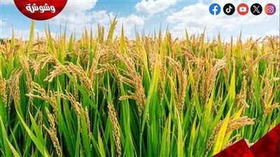 الزراعة تزف بشرى سارة للمواطنين‎