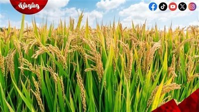 خبير اقتصادي يوضح سبل زيادة الإنتاج الزراعي في هذه المشروعات 
