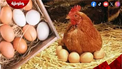 منتجي الدواجن يزفون بشرى سارة  للمواطنين‎