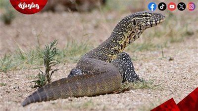حيوان غريب يظهر في الجيزة ويُثير الرعب بين السكان‎