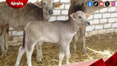 الزراعة: اعتماد 299 مليون جنيه لدعم صغار المربين بالمشروع القومي للبتلو