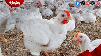 رئيس شعبة الدواجن: الأسعار الحالية مناسبة للمستهلك‎