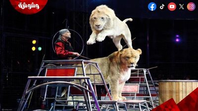 مساعد أنوسة كوتة ليس الأول.. أشهر حوادث السيرك في مصر
