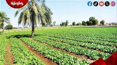 متحدث الزراعة: الدولة نفذت مشروعات كبرى لتنمية سيناء