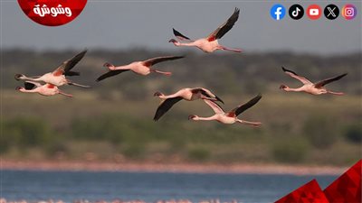 في يومها العالمي.. الطيور المهاجرة تذكّر العالم بأهمية حماية الطبيعة‎