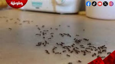 طرق طبيعية.. للقضاء على النمل في الصيف