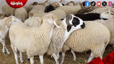  لكي لا يتم خداعك.. المواصفات الصحيحة لأضحية العيد