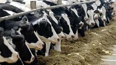 الزراعة تكشف حصاد الحملة القومية الأولى لتحصين الماشية