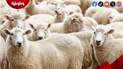 استشاري رقابة صحية يكشف معايير اختيار الأضحية السليمة.. ويحذر من أخطاء تؤثر على جودة اللحوم‎   