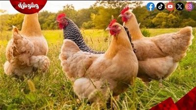 قائمة بأسعار الدواجن في الأسواق‎‎ اليوم الجمعة 12/9/2025