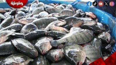 تعرف على أسعار الأسماك فى الأسواق‎‎ اليوم السبت 13/9/2025