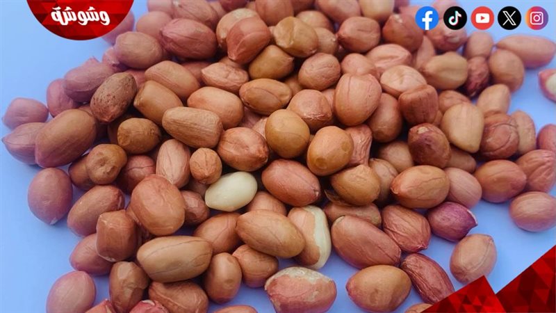 الفول السوداني 