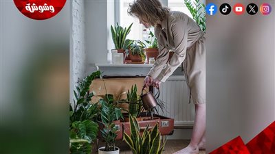 نباتات لا غنى عنها لتنقية الهواء في بيت كل امرأة