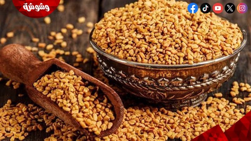 الحلبة