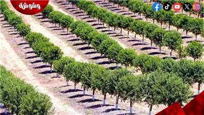 التنمية المحلية: 