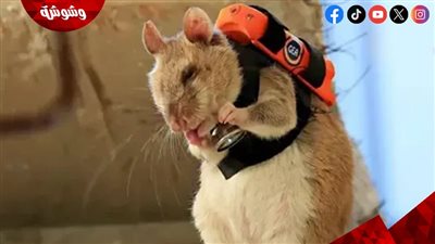 تركيا تطلق مشروعا لاستخدام فئران مدربة بكاميرات للمشاركة في عمليات البحث والأنقاض