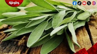 المرمية.. كنز عشبي يعزز صحة المرأة ويخفف متاعبها الطبيعية