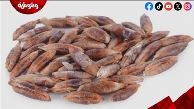 نواة التمر.. أقوى وصفة طبيعية تمنحك رموشًا كثيفة وجذابة