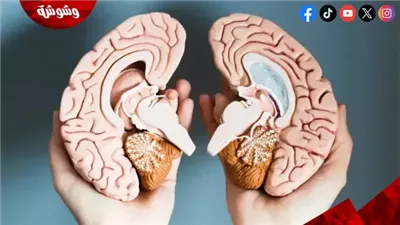 الصيام يقوي الدماغ.. كيف يحسن التركيز والذاكرة أثناء رمضان؟