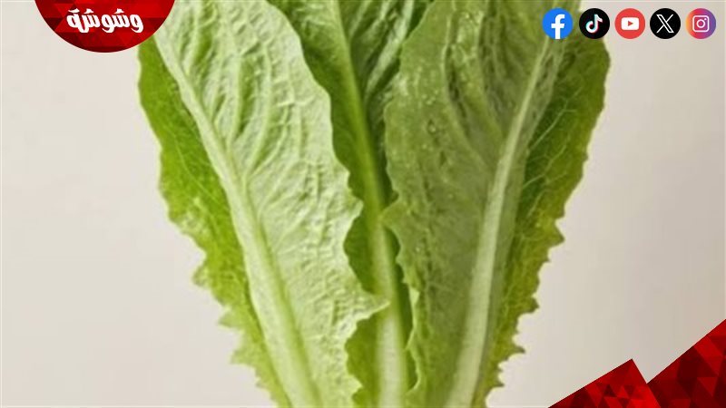 الخس البلدي الطازج