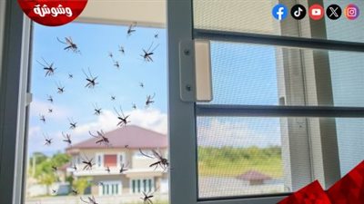 طريقة منزلية فعالة للتخلص من الناموس.. خلطة بسيطة تحمي بيتك بدون مبيدات
