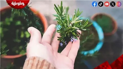روائح الأطعمة سلاح خفي للتركيز والانتباه.. اكتشفها
