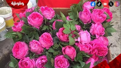 الورد المحمدي.. سر الجمال الطبيعي وفوائد مذهلة لا تعرفينها