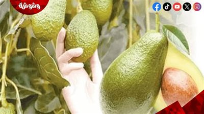 فوائد الأفوكادو.. سر الصحة والجمال في فاكهة واحدة