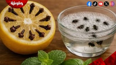 وصفات طبيعية فعّالة لطرد الذباب من المنزل دون مواد كيميائية