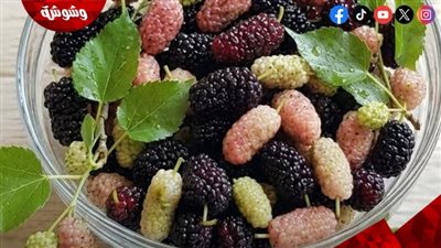 فوائد التوت.. كنز غذائي يعزز المناعة ويحمي القلب