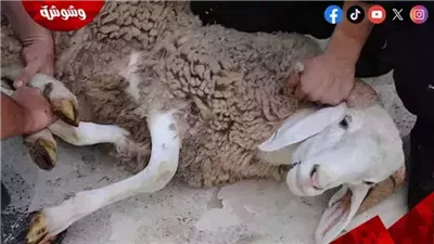 عضو بمركز الأزهر للفتوى يوضح أحكام وشروط الأضحية وتوقيت ذبحها