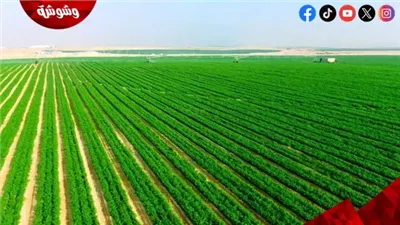 استشاري تنمية: مشروع 