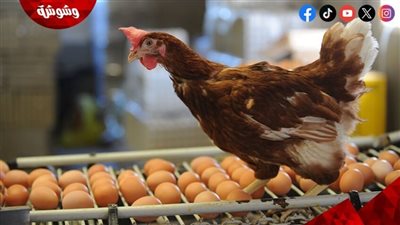 هبوط أسعار الدواجن والبيض.. اتحاد منتجي الدواجن يكشف الأسباب
