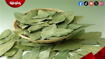 لا تقتصر فوائده على المطبخ.. تعرف على أبرز استخدامات ورق الغار للعناية بالجمال