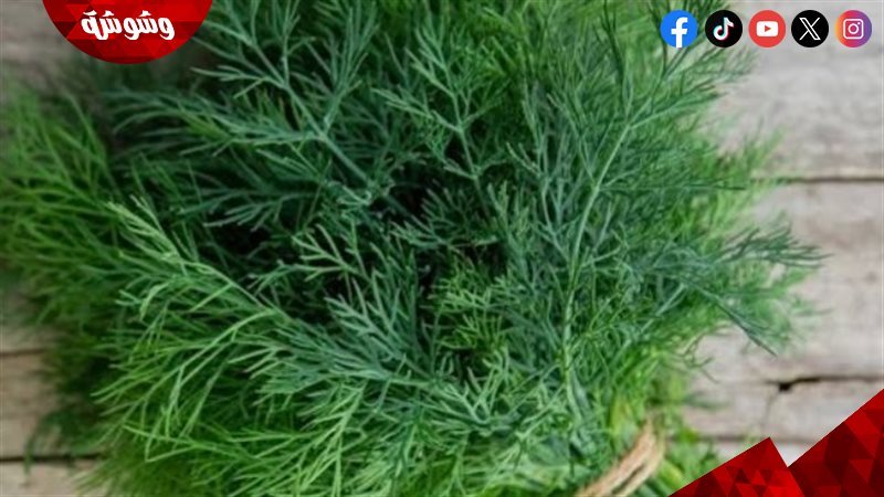 الشبت الأخضر الطازج