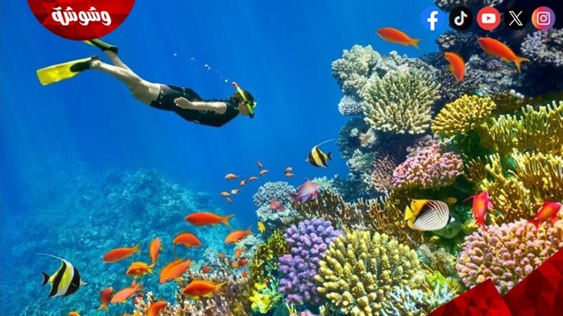 وشوشة